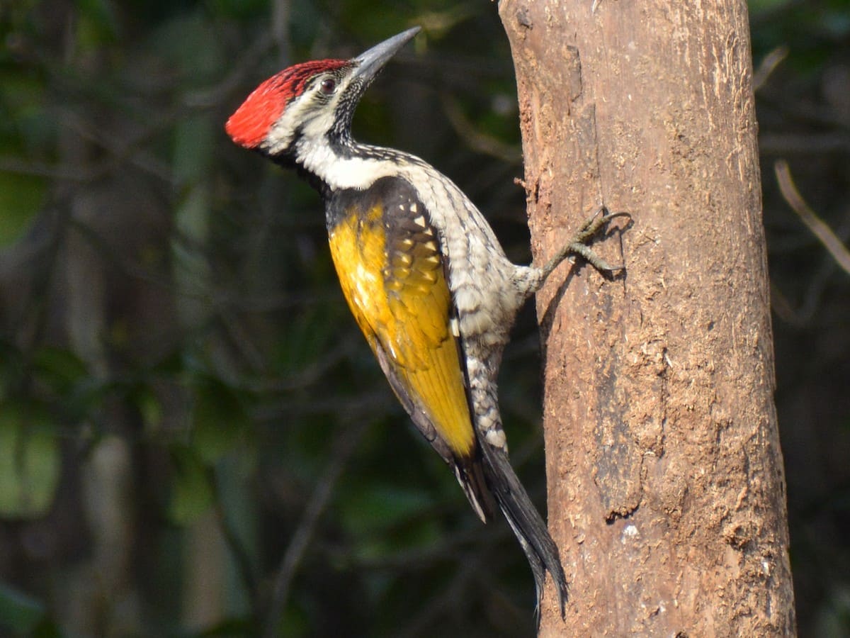 Black-rumped Flameback (Lesser Goldenbacked Woodpecker)